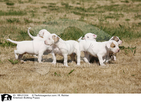 American Bulldog Welpe / American Bulldog Puppy / RR-21334