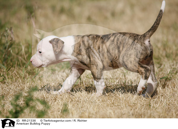 American Bulldog Puppy / RR-21336