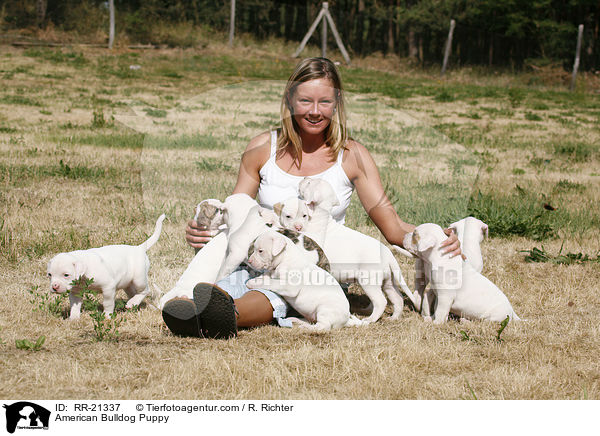 American Bulldog Welpe / American Bulldog Puppy / RR-21337
