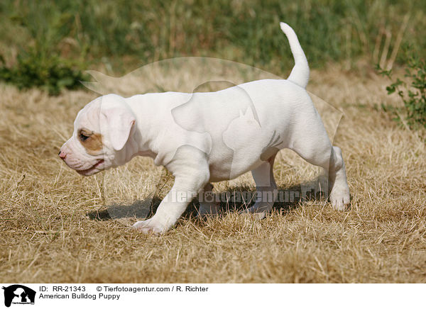 American Bulldog Welpe / American Bulldog Puppy / RR-21343
