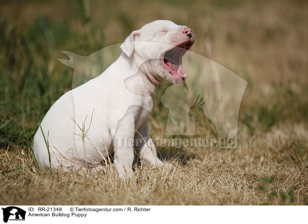 American Bulldog Puppy / RR-21348