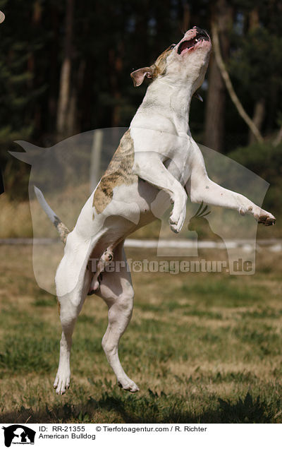 American Bulldog / American Bulldog / RR-21355
