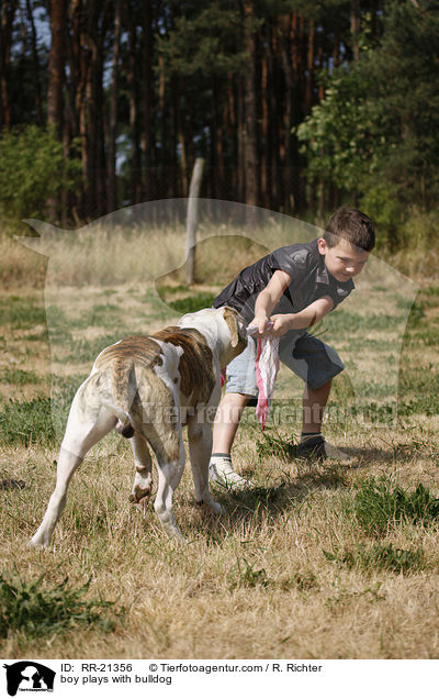 Junge spielt mit Bulldogge / boy plays with bulldog / RR-21356