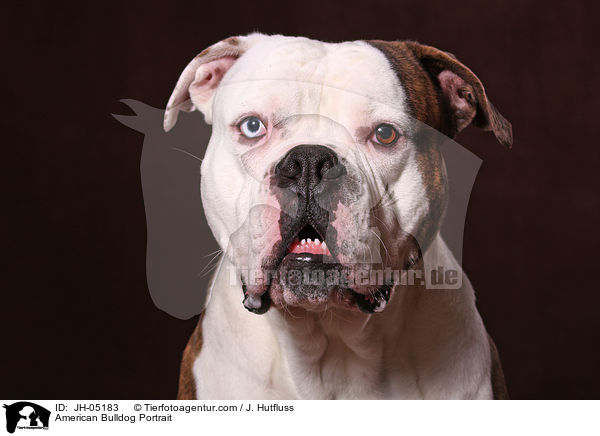 American Bulldog Portrait / American Bulldog Portrait / JH-05183