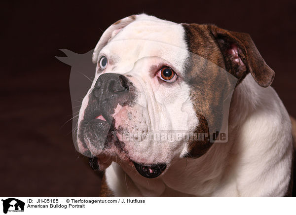 American Bulldog Portrait / American Bulldog Portrait / JH-05185