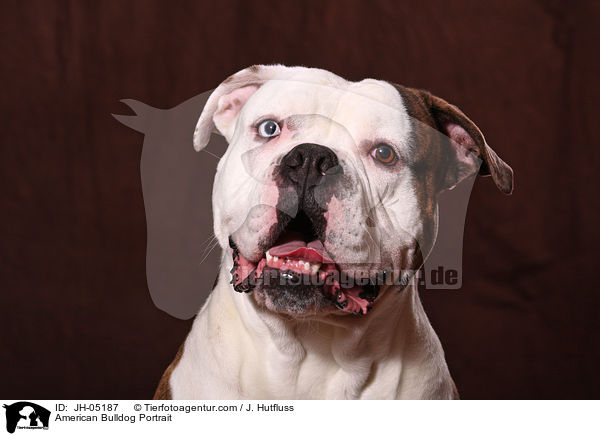 American Bulldog Portrait / American Bulldog Portrait / JH-05187