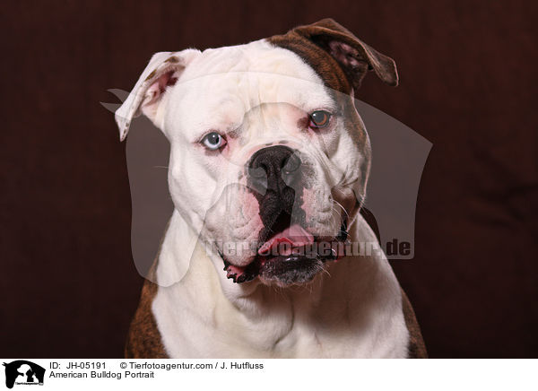 American Bulldog Portrait / American Bulldog Portrait / JH-05191