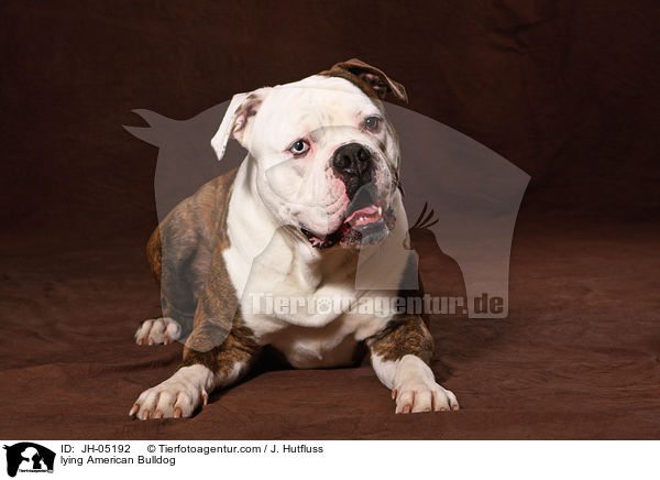 liegende Amerikanische Bulldogge / lying American Bulldog / JH-05192