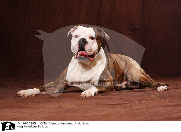 liegende Amerikanische Bulldogge / lying American Bulldog / JH-05195