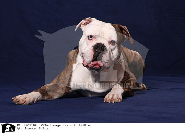 liegende Amerikanische Bulldogge / lying American Bulldog / JH-05199