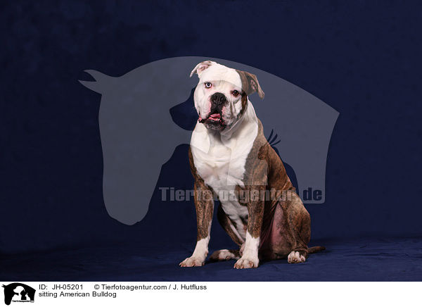sitzende Amerikanische Bulldogge / sitting American Bulldog / JH-05201