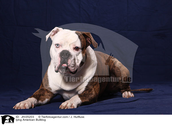 liegende Amerikanische Bulldogge / lying American Bulldog / JH-05203