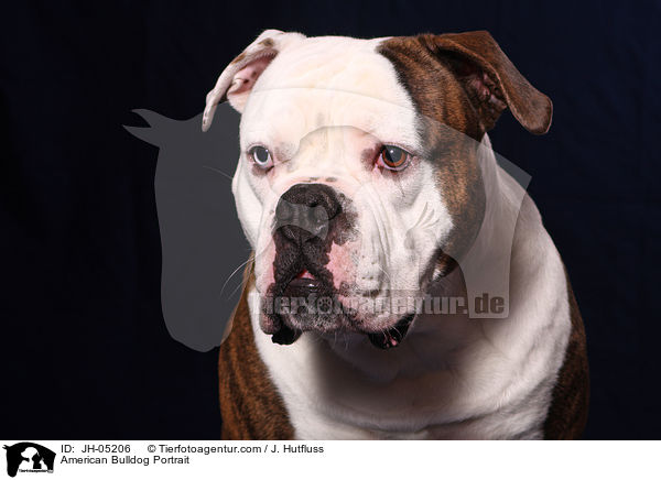 American Bulldog Portrait / American Bulldog Portrait / JH-05206
