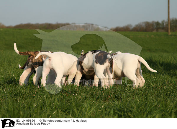 Amerikanische Bulldogge Welpe / American Bulldog Puppy / JH-05856