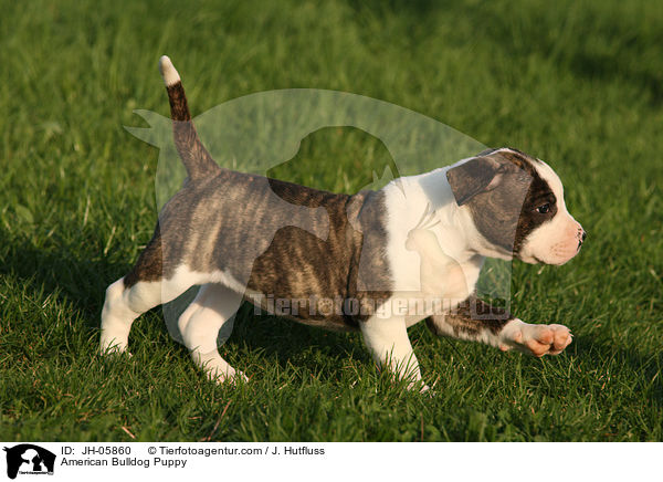 Amerikanische Bulldogge Welpe / American Bulldog Puppy / JH-05860