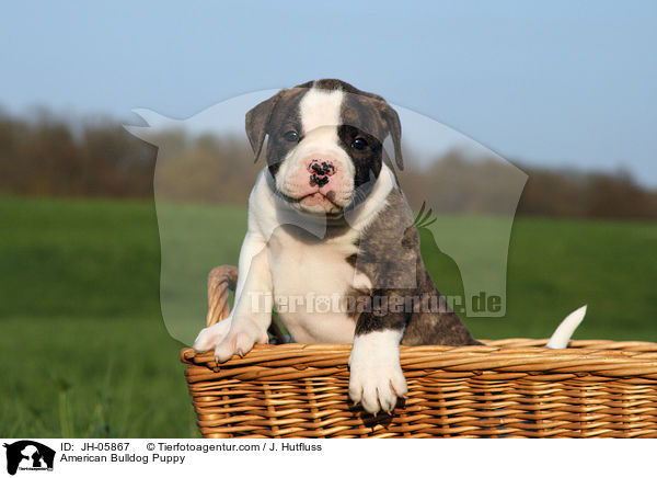 Amerikanische Bulldogge Welpe / American Bulldog Puppy / JH-05867