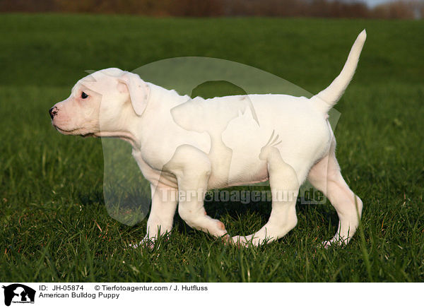 Amerikanische Bulldogge Welpe / American Bulldog Puppy / JH-05874