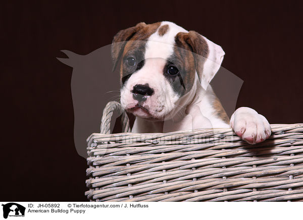 Amerikanische Bulldogge Welpe / American Bulldog Puppy / JH-05892