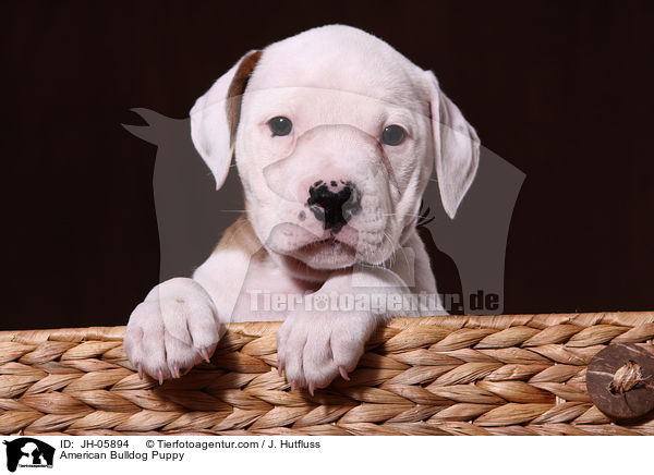 Amerikanische Bulldogge Welpe / American Bulldog Puppy / JH-05894