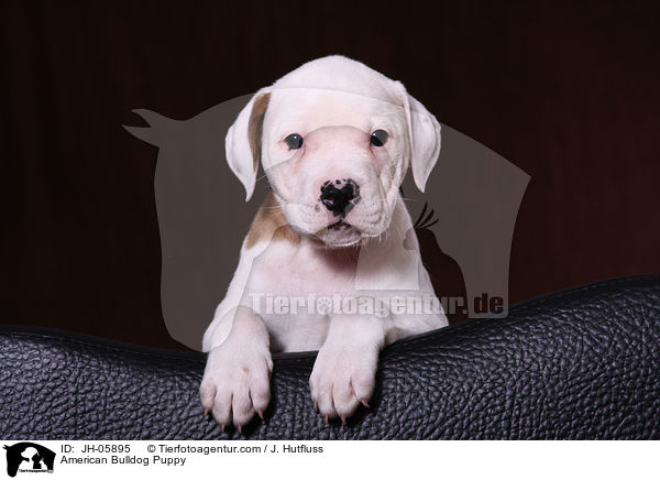 Amerikanische Bulldogge Welpe / American Bulldog Puppy / JH-05895