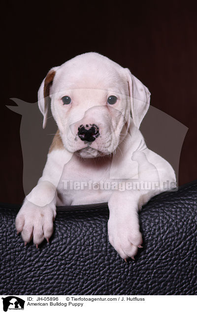 Amerikanische Bulldogge Welpe / American Bulldog Puppy / JH-05896