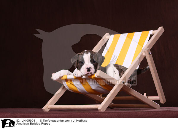 Amerikanische Bulldogge Welpe / American Bulldog Puppy / JH-05904