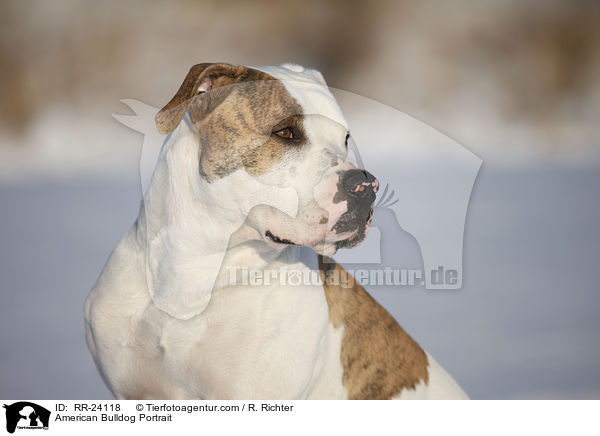 Amerikanische Bulldogge Portrait / American Bulldog Portrait / RR-24118