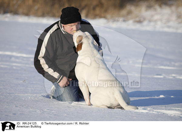 Amerikanische Bulldogge / American Bulldog / RR-24125