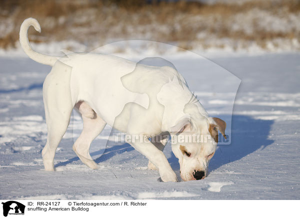 schnuppernde Amerikanische Bulldogge / snuffling American Bulldog / RR-24127