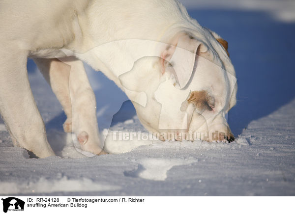 schnuppernde Amerikanische Bulldogge / snuffling American Bulldog / RR-24128