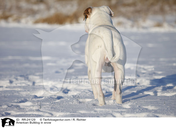 American Bulldog in snow / RR-24129