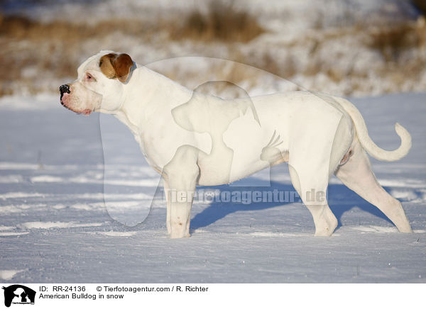 American Bulldog in snow / RR-24136