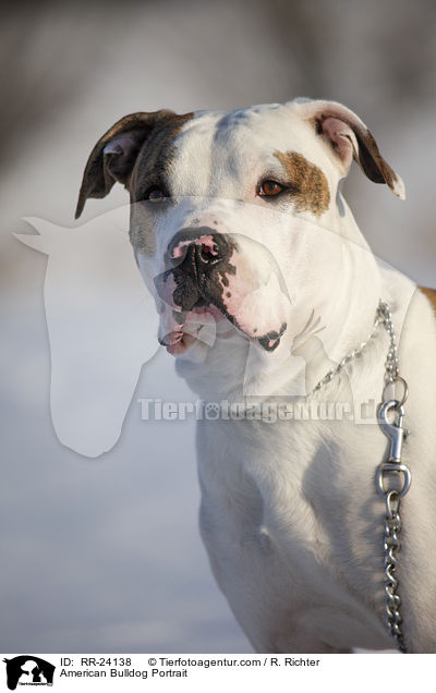 Amerikanische Bulldogge Portrait / American Bulldog Portrait / RR-24138