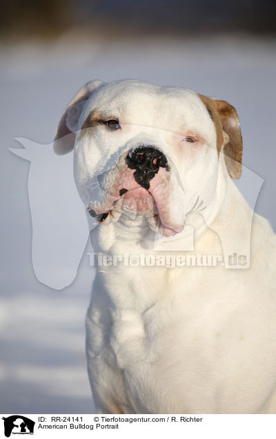 American Bulldog Portrait / RR-24141