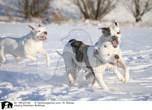 playing American Bulldogs / RR-24162