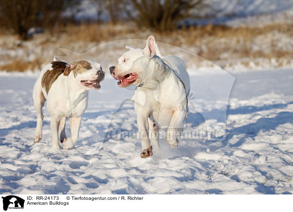 Amerikanische Bulldoggen / American Bulldogs / RR-24173
