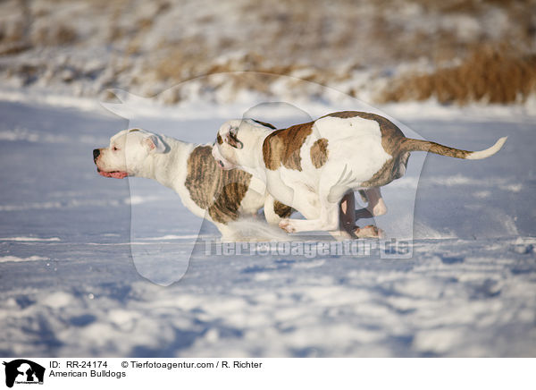Amerikanische Bulldoggen / American Bulldogs / RR-24174