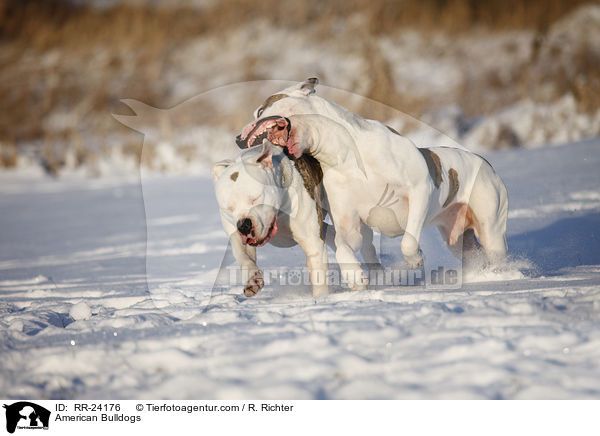 Amerikanische Bulldoggen / American Bulldogs / RR-24176