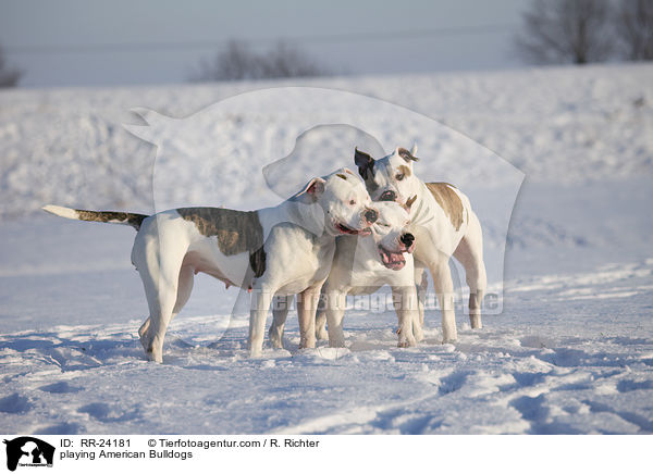 playing American Bulldogs / RR-24181