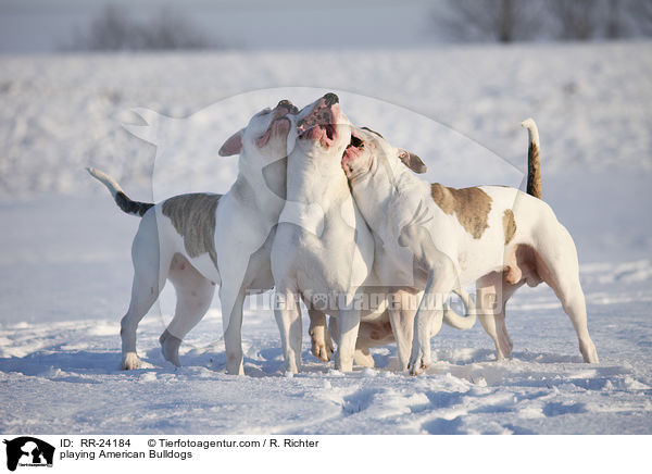 spielende Amerikanische Bulldogen / playing American Bulldogs / RR-24184