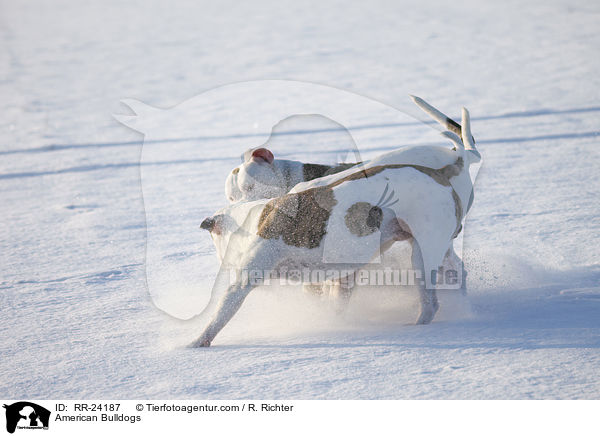 Amerikanische Bulldoggen / American Bulldogs / RR-24187