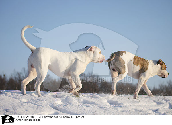 Amerikanische Bulldoggen / American Bulldogs / RR-24200