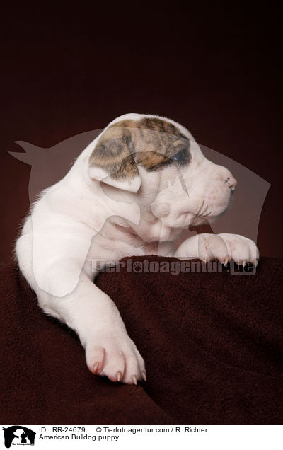 American Bulldog Welpe / American Bulldog puppy / RR-24679