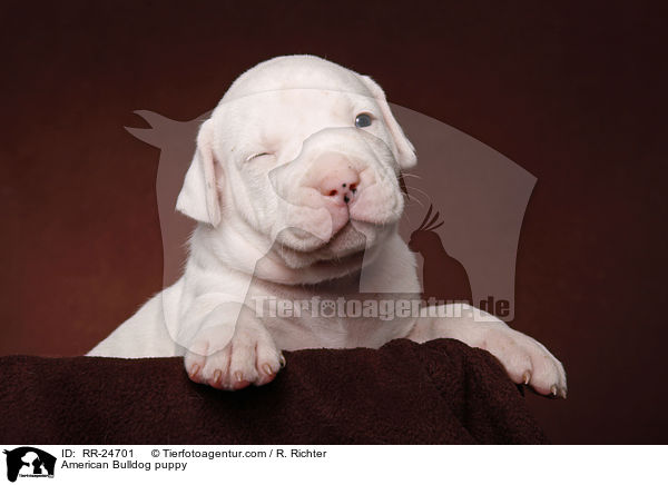 American Bulldog Welpe / American Bulldog puppy / RR-24701