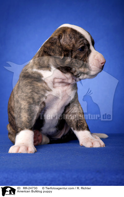 American Bulldog Welpe / American Bulldog puppy / RR-24730