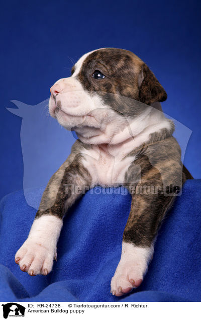 American Bulldog puppy / RR-24738