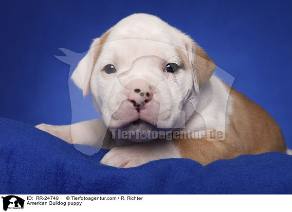 American Bulldog Welpe / American Bulldog puppy / RR-24749