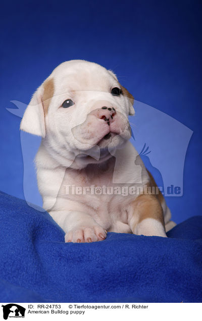 American Bulldog Welpe / American Bulldog puppy / RR-24753