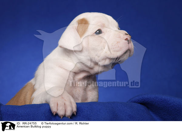 American Bulldog Welpe / American Bulldog puppy / RR-24755