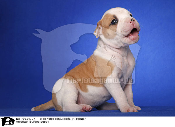 American Bulldog Welpe / American Bulldog puppy / RR-24797